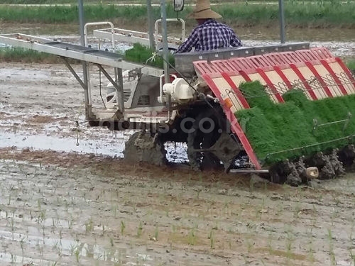 부원 <b>이앙기</b>용 묘판이송기 TK2550 사진1